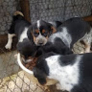 Meet your Posher, Beagleboy&topshot